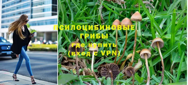 Псилоцибиновые грибы Psilocybe  Суворов 